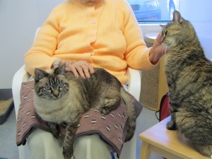 Smitty, Lucky & Grandmother @ Happy Cats Haven