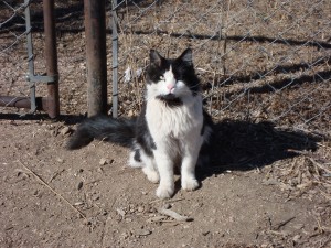 Bear at the barn