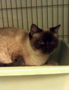 Rescued Siamese @ Happy Cats