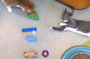 Ellicat helps Simon pick out his toys