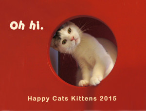 Happy Cats 2016 Kitten Calendar