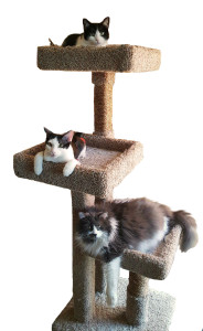 Cat Tree from Feline Furnishings