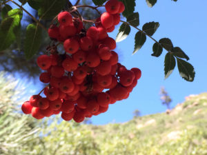 Rowan berries