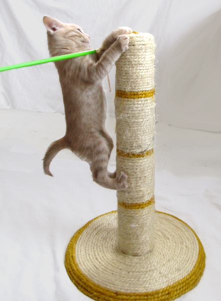 Kitten learning about scratcher