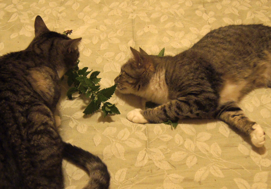 BooBoo Woody & Catnip